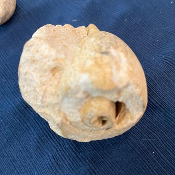 Lot of 3 Fossilized Sea Shells - Picture 7 of 8